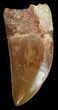 Carcharodontosaurus Tooth - Excellent Tip & Serrations #42290-2